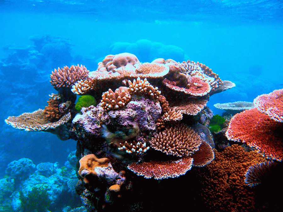 Great Barrier Reef